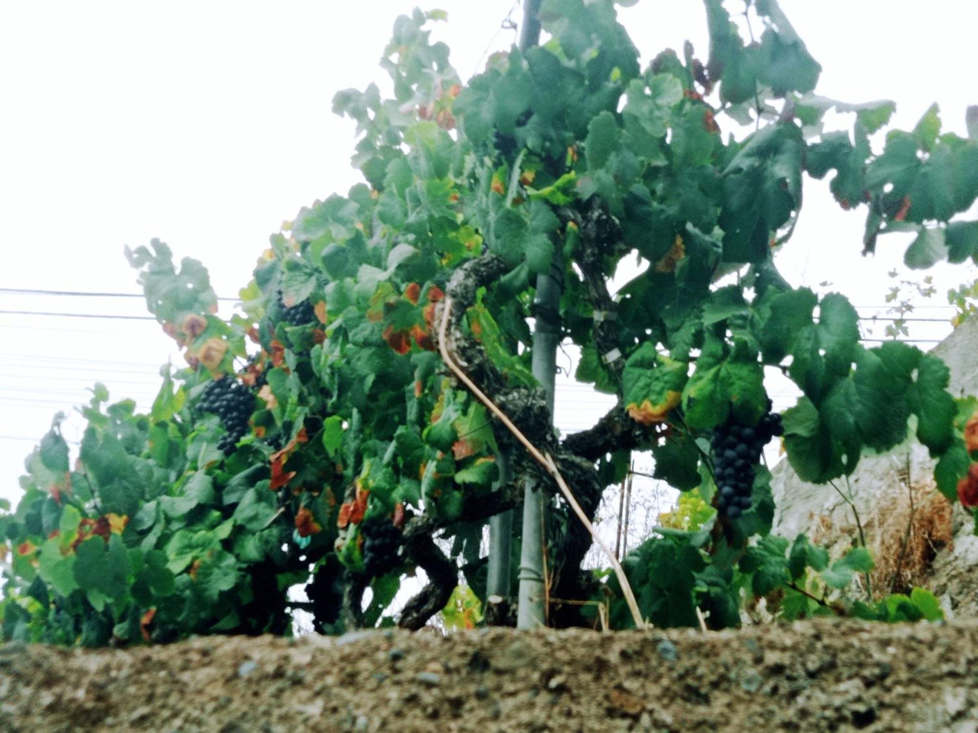 Vila Live La Victoria Carril - Casa Acogedora Y Familiar Con Terraza Completa La Victoria de Acentejo Exteriér fotografie