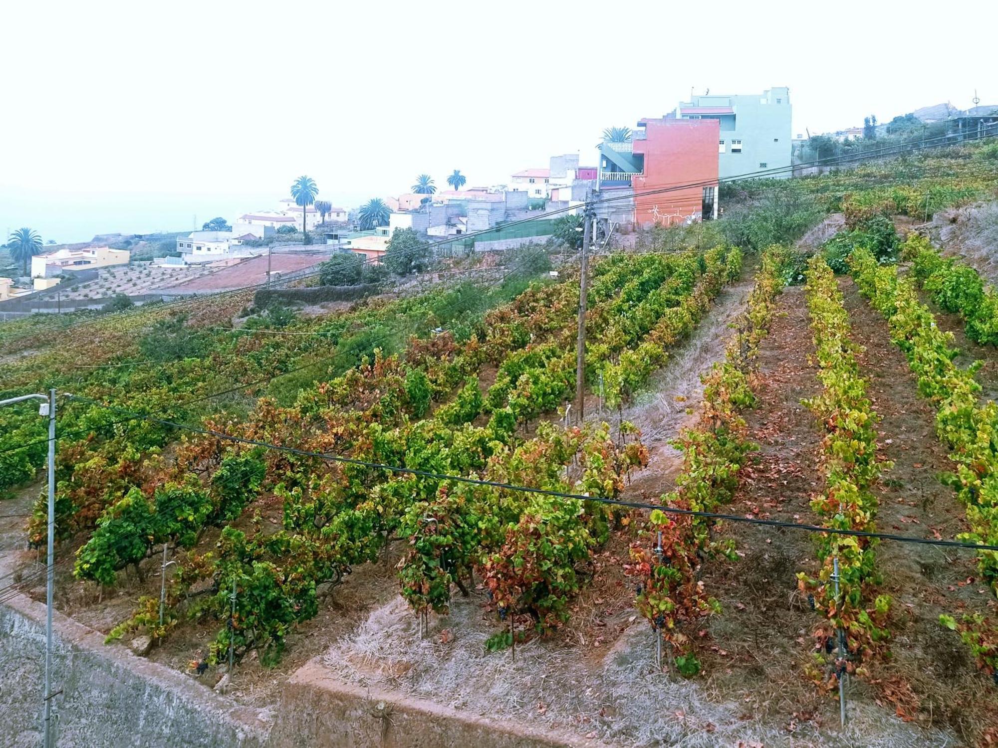 Vila Live La Victoria Carril - Casa Acogedora Y Familiar Con Terraza Completa La Victoria de Acentejo Exteriér fotografie